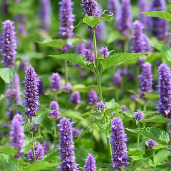 PremiumHerbsEG Anise 16 600x600