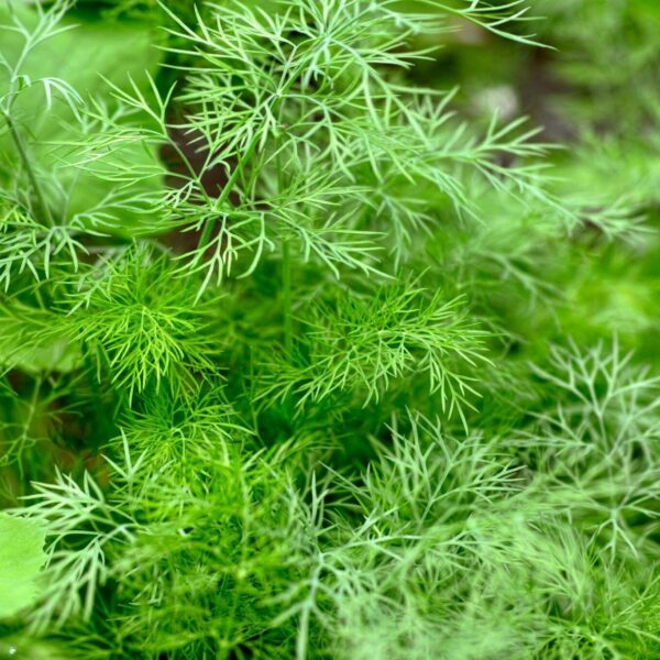 Premiumherbs Dill 18 600x600