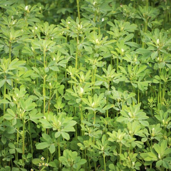 Premiumherbseg Fenugreek 10 600x600