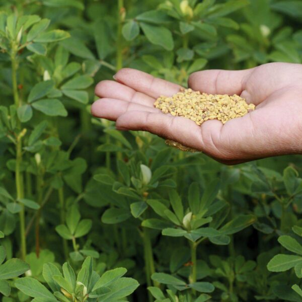 Premiumherbseg Fenugreek 15 600x600