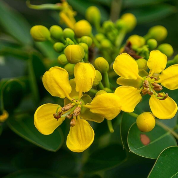 Premiumherbseg Senna 11 600x600