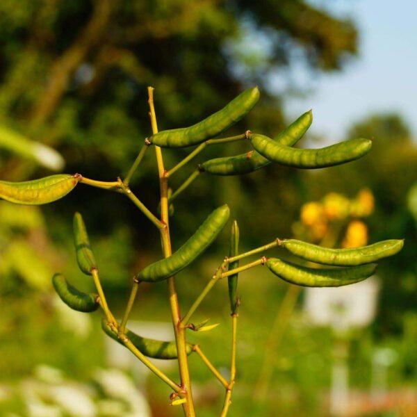 Premiumherbseg Senna 16 600x600