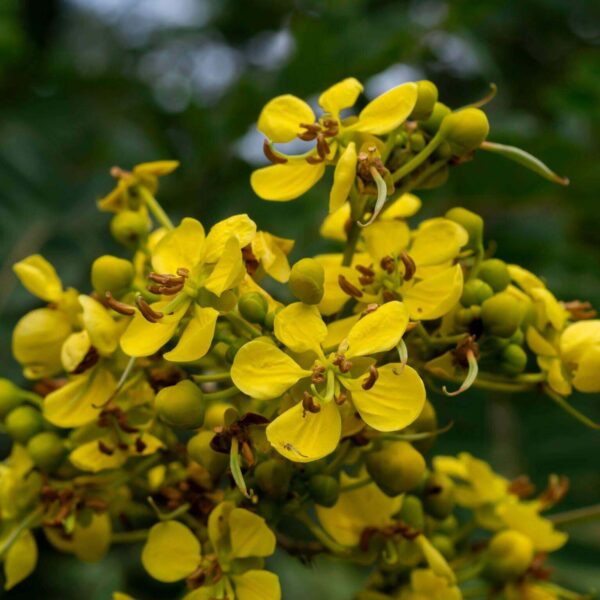 Premiumherbseg Senna 4 600x600