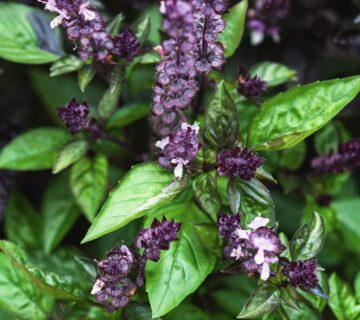 Premiumherbs Basil 1 360x320