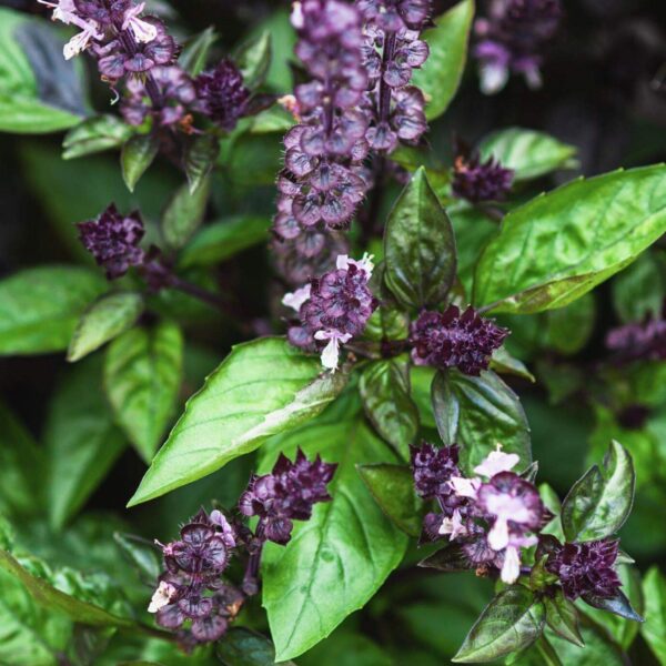 Premiumherbs Basil 1 600x600