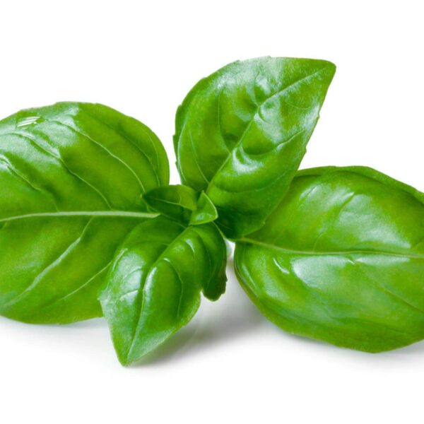 Premiumherbs Basil 5 600x600