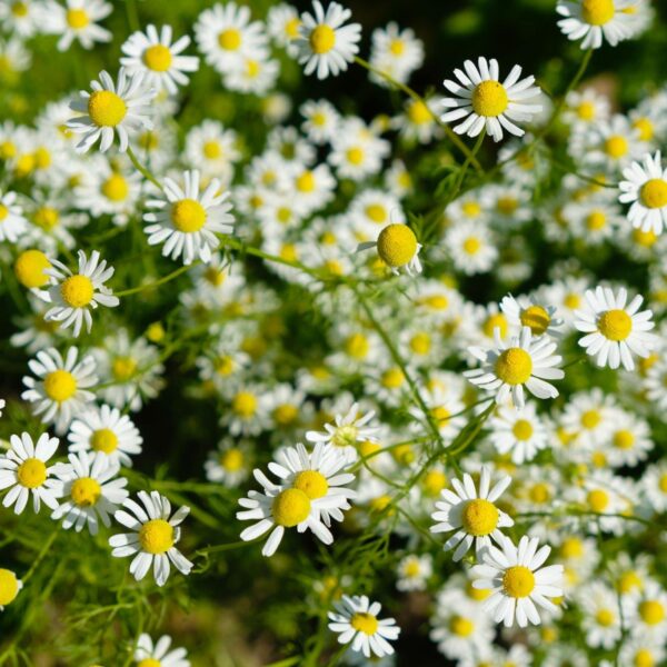 Premiumherbs Chamomile 10 600x600