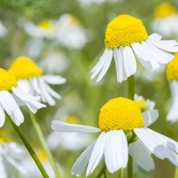 Premiumherbs Chamomile 12 600x600