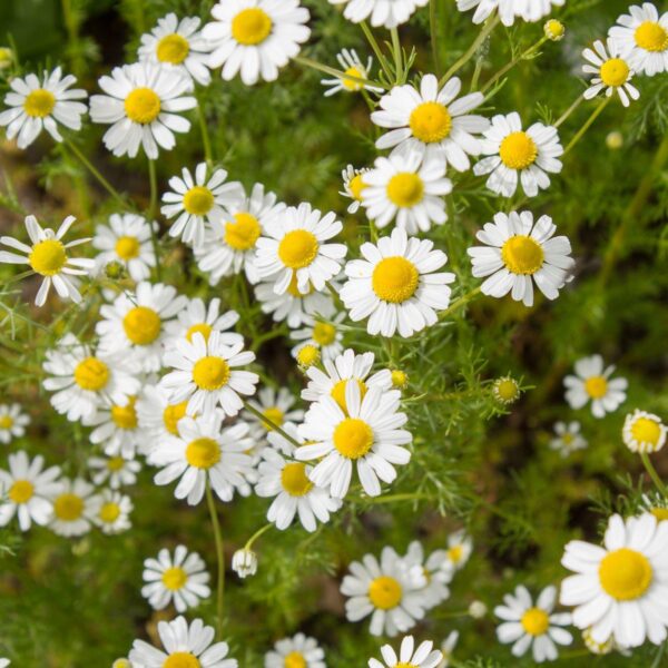 Premiumherbs Chamomile 14 600x600