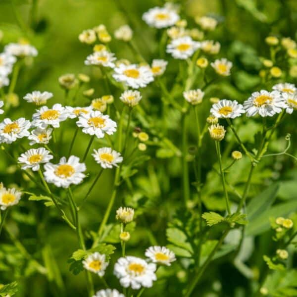 Premiumherbs Chamomile 16 600x600
