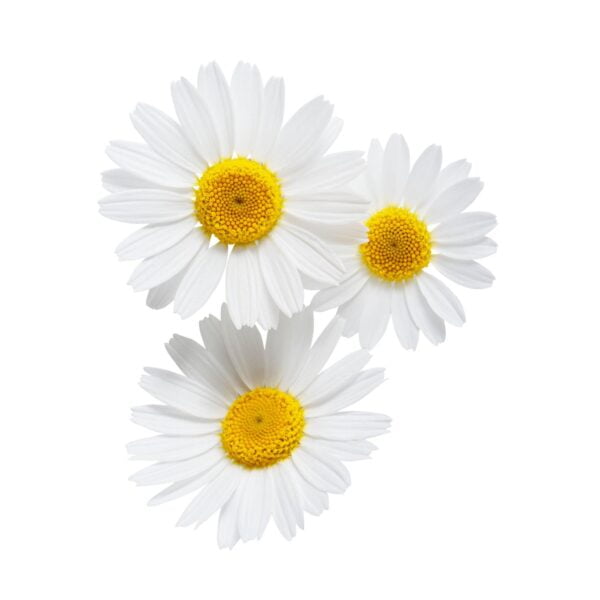 Premiumherbs Chamomile 2 600x600