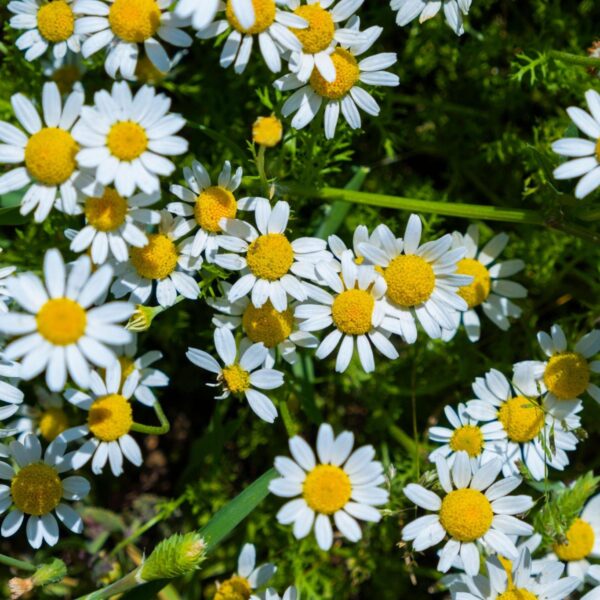 Premiumherbs Chamomile 4 1 600x600