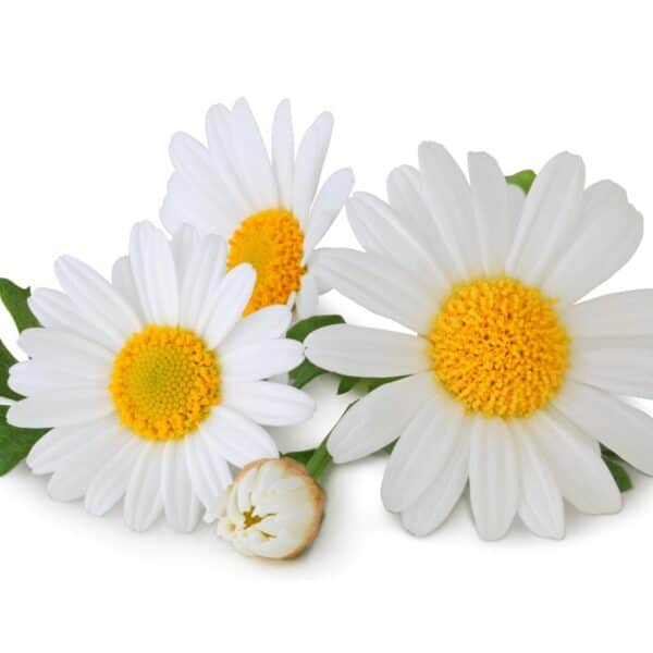 Premiumherbs Chamomile 6 1 600x600