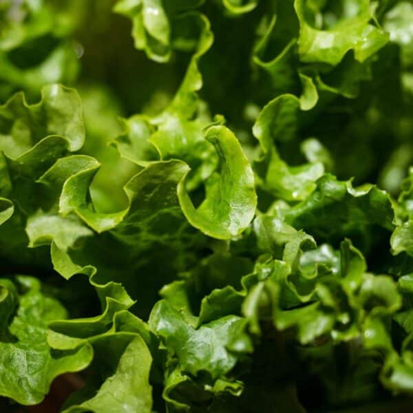 Premiumherbs Chicory 1 600x600