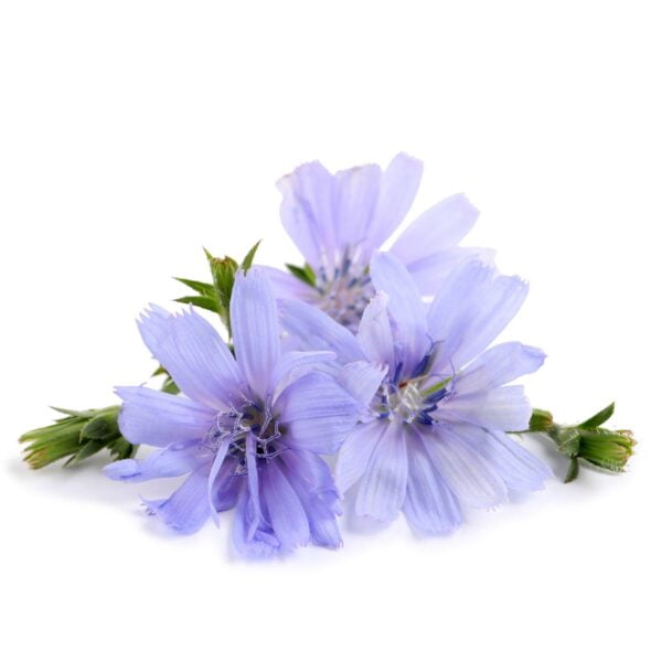 Premiumherbs Chicory 10 600x600