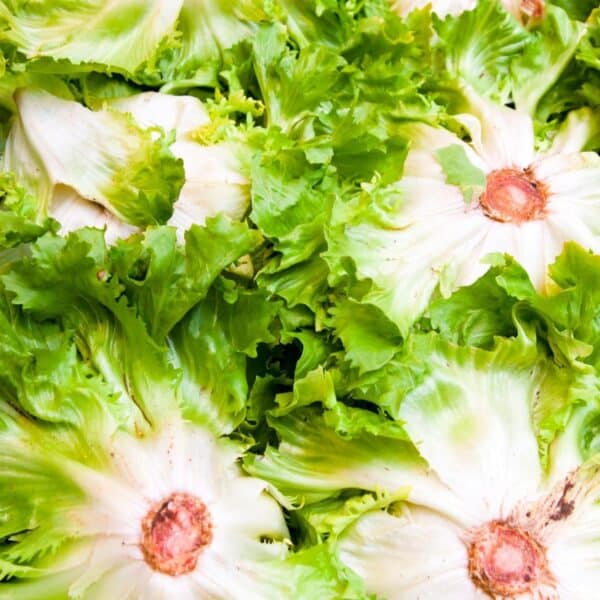 Premiumherbs Chicory 11 600x600