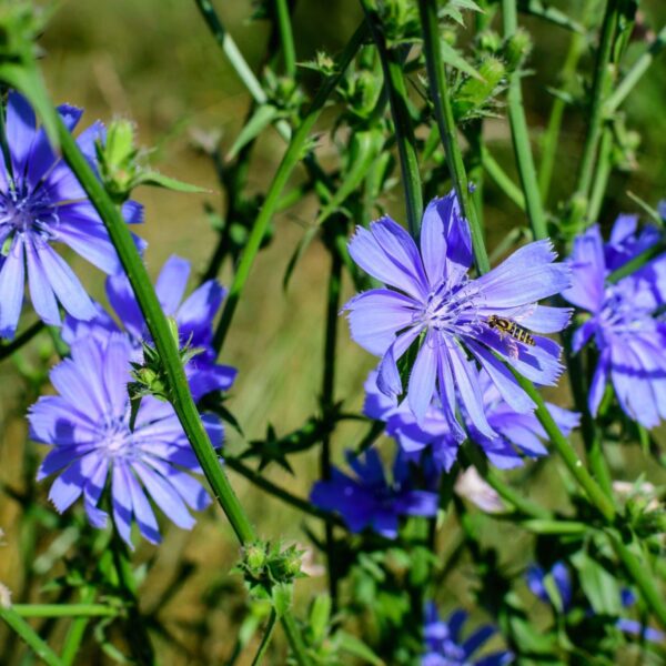 Premiumherbs Chicory 12 600x600
