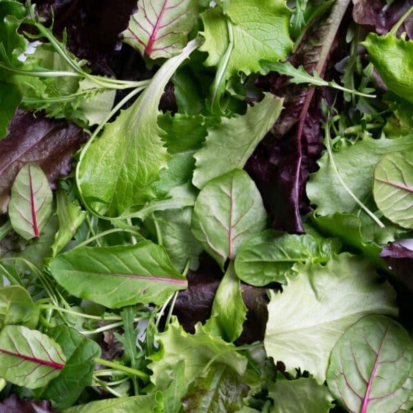 Premiumherbs Chicory 13 600x600