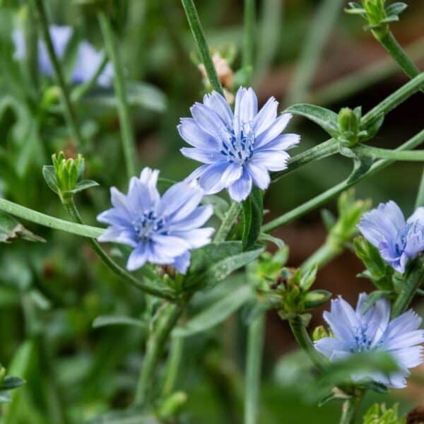 Premiumherbs Chicory 14 600x600
