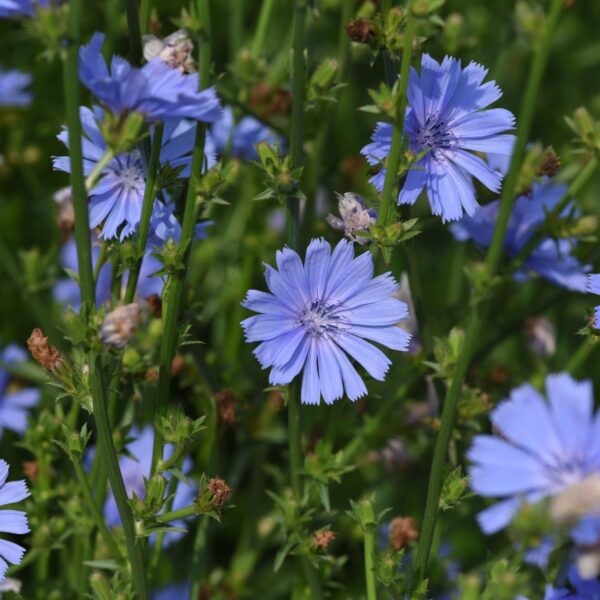Premiumherbs Chicory 15 600x600