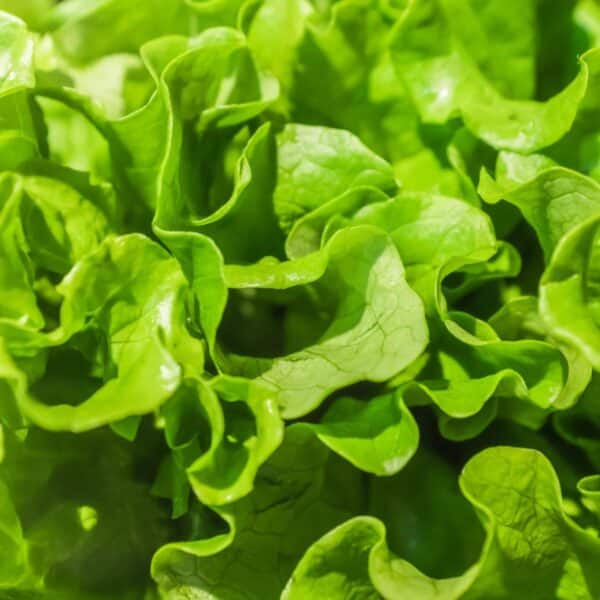 Premiumherbs Chicory 16 600x600
