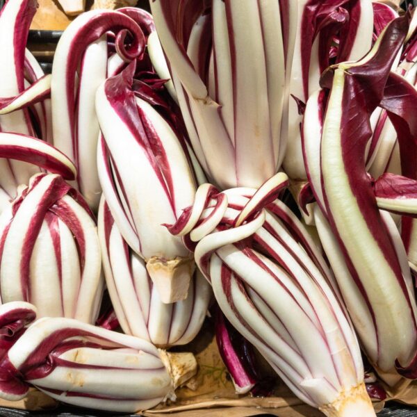 Premiumherbs Chicory 4 600x600