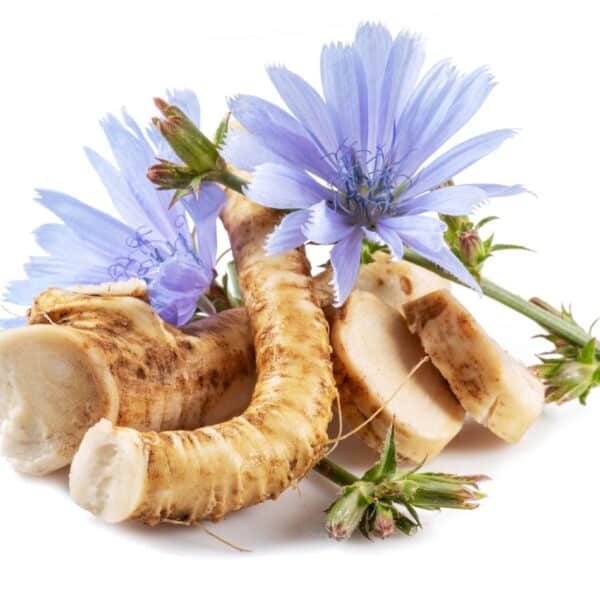 Premiumherbs Chicory 5 600x600