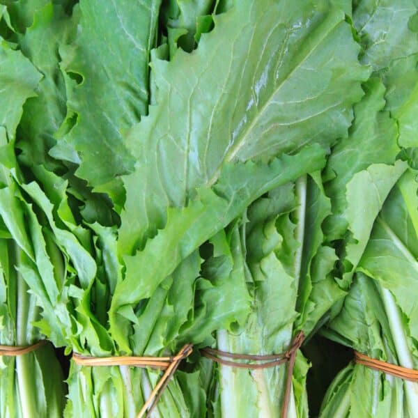Premiumherbs Chicory 6 600x600