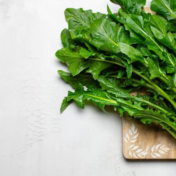 Premiumherbs Chicory 7 600x600