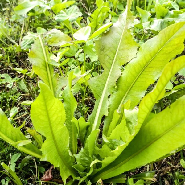 Premiumherbs Chicory 8 600x600