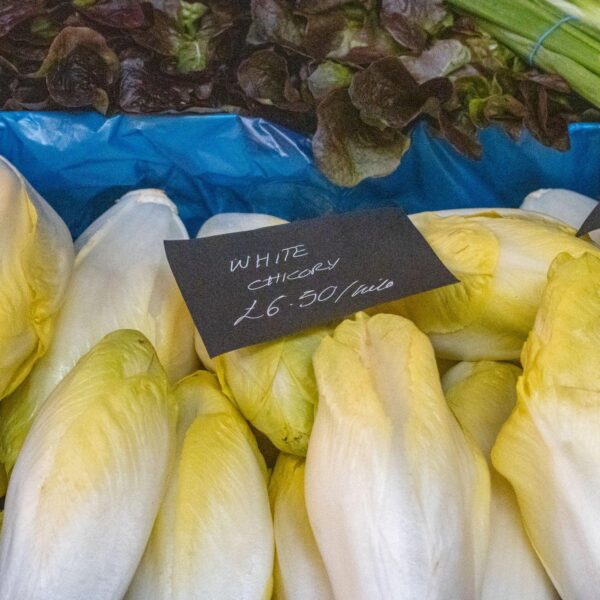 Premiumherbs Chicory 9 600x600