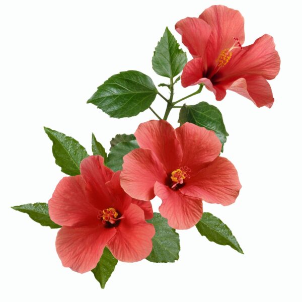Premiumherbs Hibiscus 9 600x600