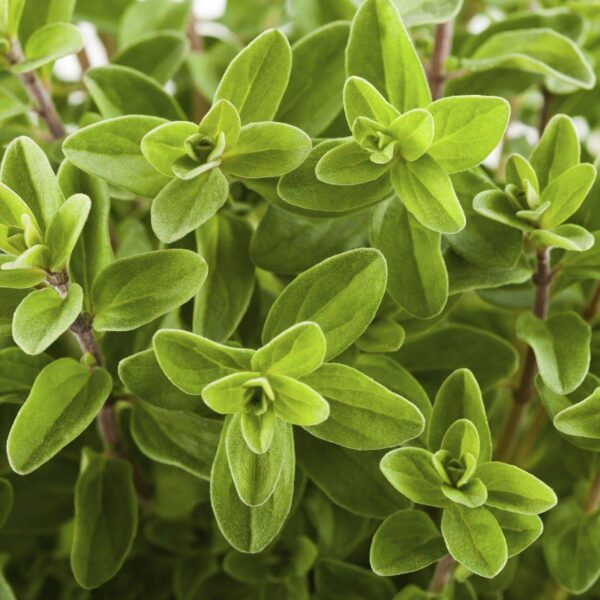 Premiumherbs Marjoram 1 600x600