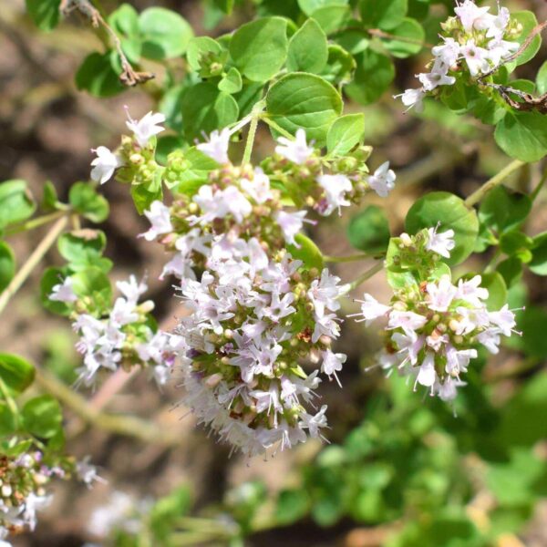 Premiumherbs Marjoram 10 600x600