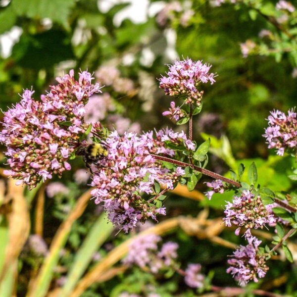 Premiumherbs Marjoram 11 600x600