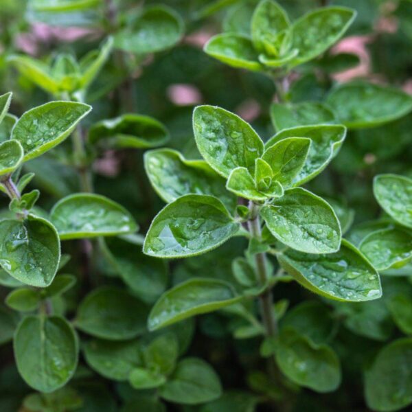 Premiumherbs Marjoram 13 600x600