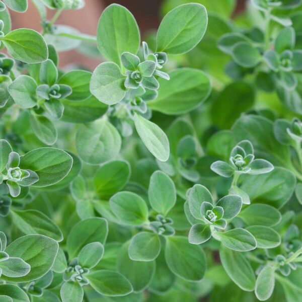 Premiumherbs Marjoram 15 600x600