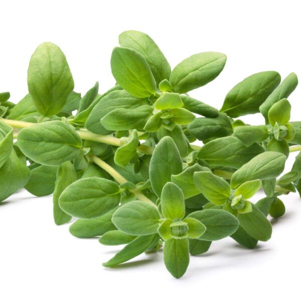 Premiumherbs Marjoram 17 600x600