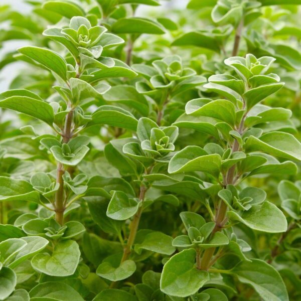 Premiumherbs Marjoram 6 600x600