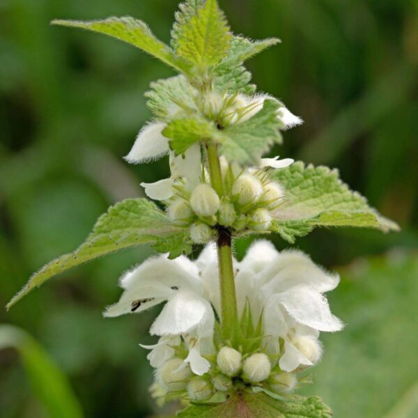 Premiumherbs Nettle 1 600x600
