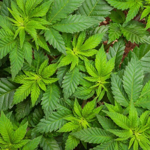 Premiumherbs Nettle 16 600x600