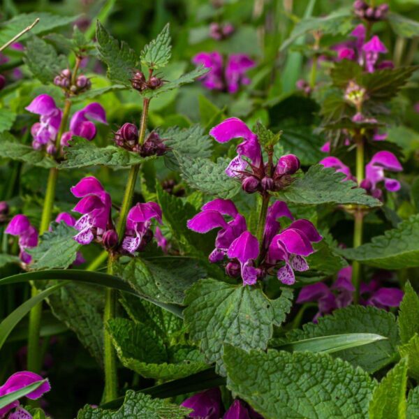 Premiumherbs Nettle 4 600x600