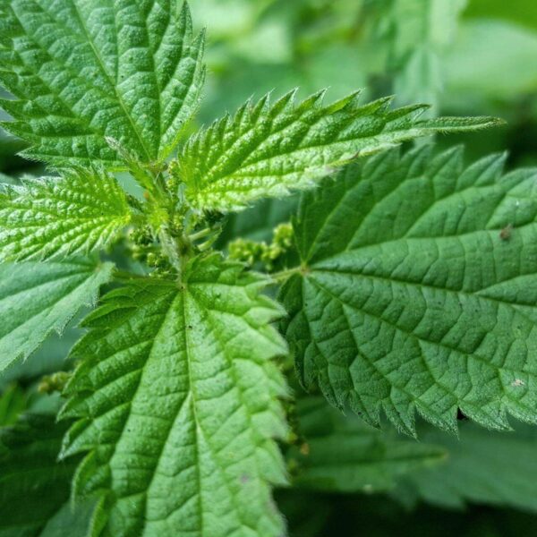 Premiumherbs Nettle 7 600x600