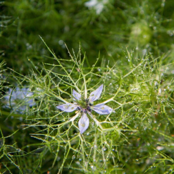 Premiumherbs Nigella 2 600x600