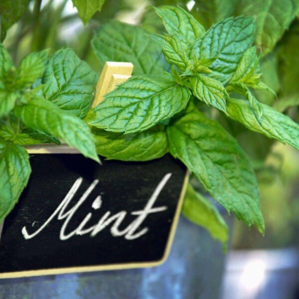 Premiumherbs Peppermint 16 600x600