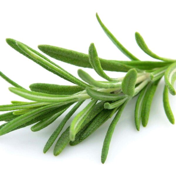 Premiumherbs Rosemary 1 600x600
