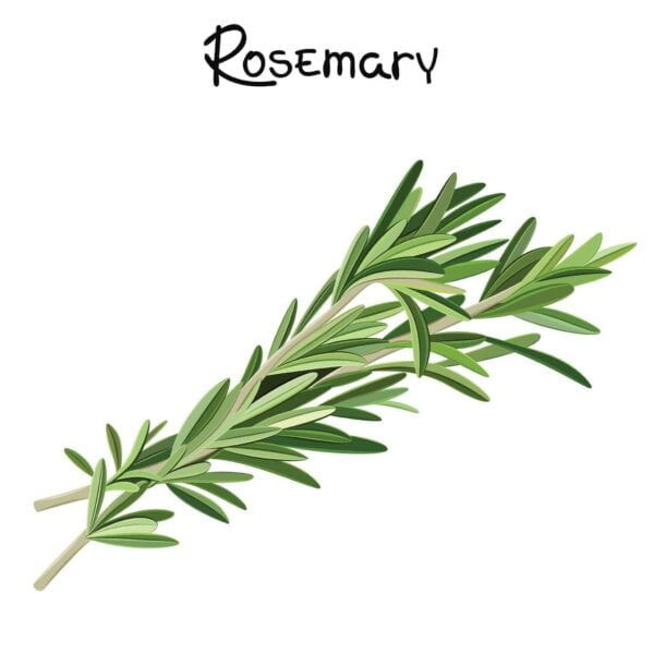 Premiumherbs Rosemary 10 600x600