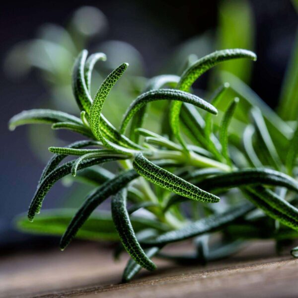 Premiumherbs Rosemary 11 600x600