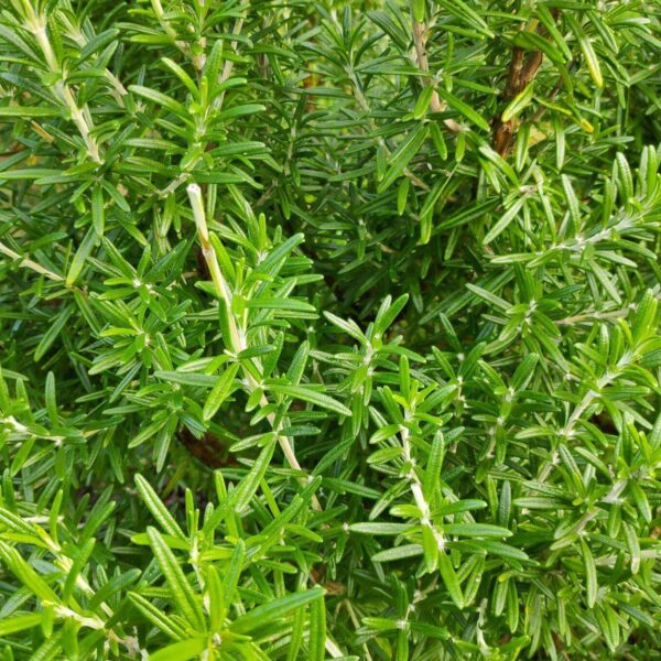 Premiumherbs Rosemary 16 600x600