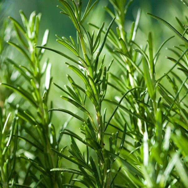 Premiumherbs Rosemary 6 600x600